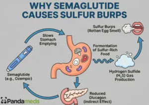Infographic showing how semaglutide slows stomach emptying, increases food fermentation, and produces hydrogen sulfide gas that causes sulfur burps