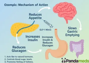 Infographic showing Ozempic's mechanism of action: slows gastric emptying, reduces appetite, increases insulin, reduces glucagon, and lowers blood sugar levels.